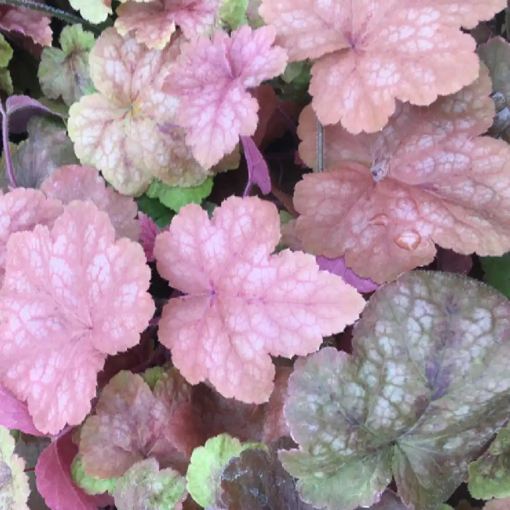 HEUCHERELLA 'Redstone Falls'