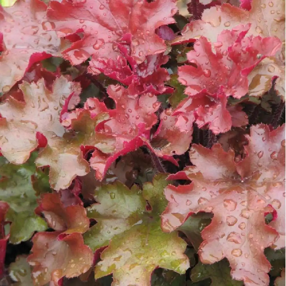 HEUCHERA 'Red Fury'