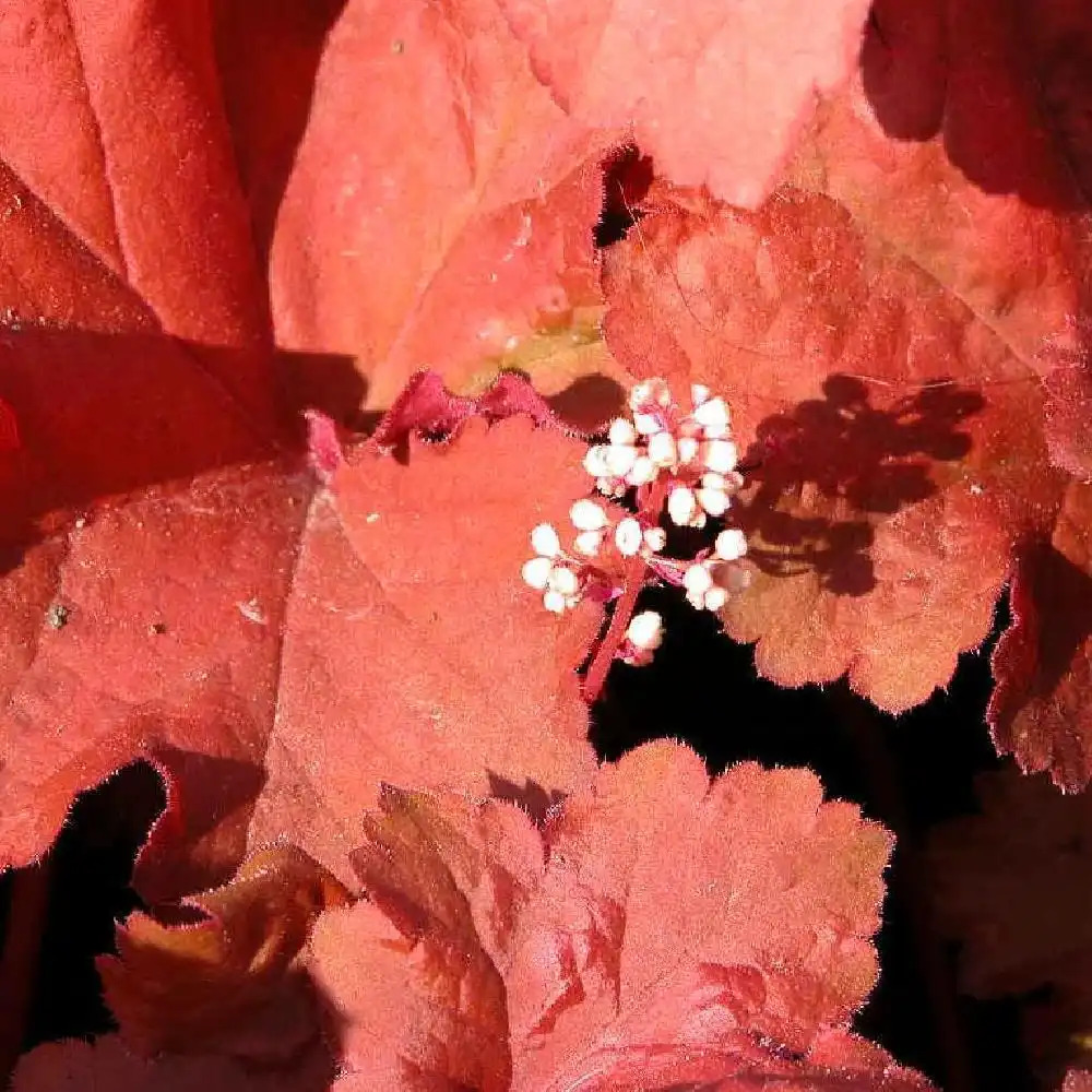 HEUCHERA 'Rio'®