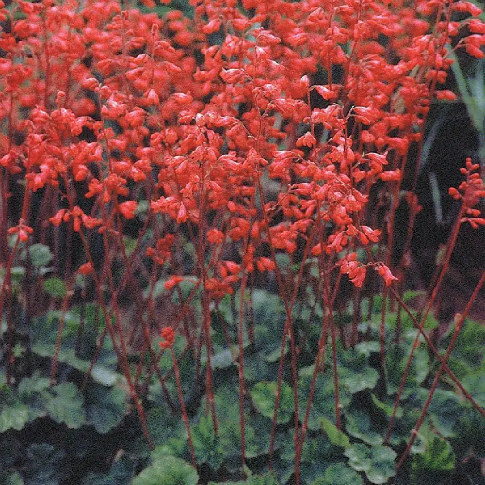 HEUCHERA sanguinea 'Leuchtkäfer'