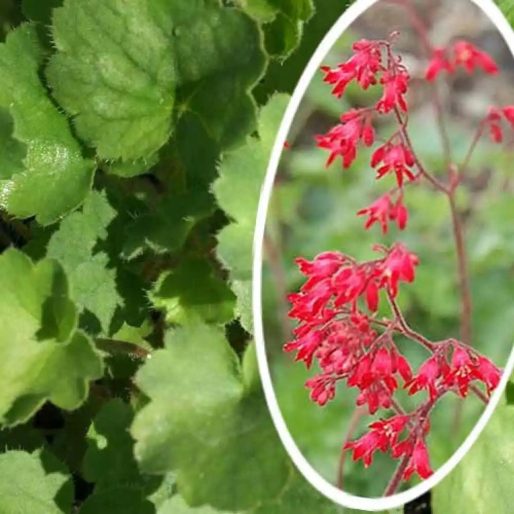 HEUCHERA sanguinea 'Sioux Falls'