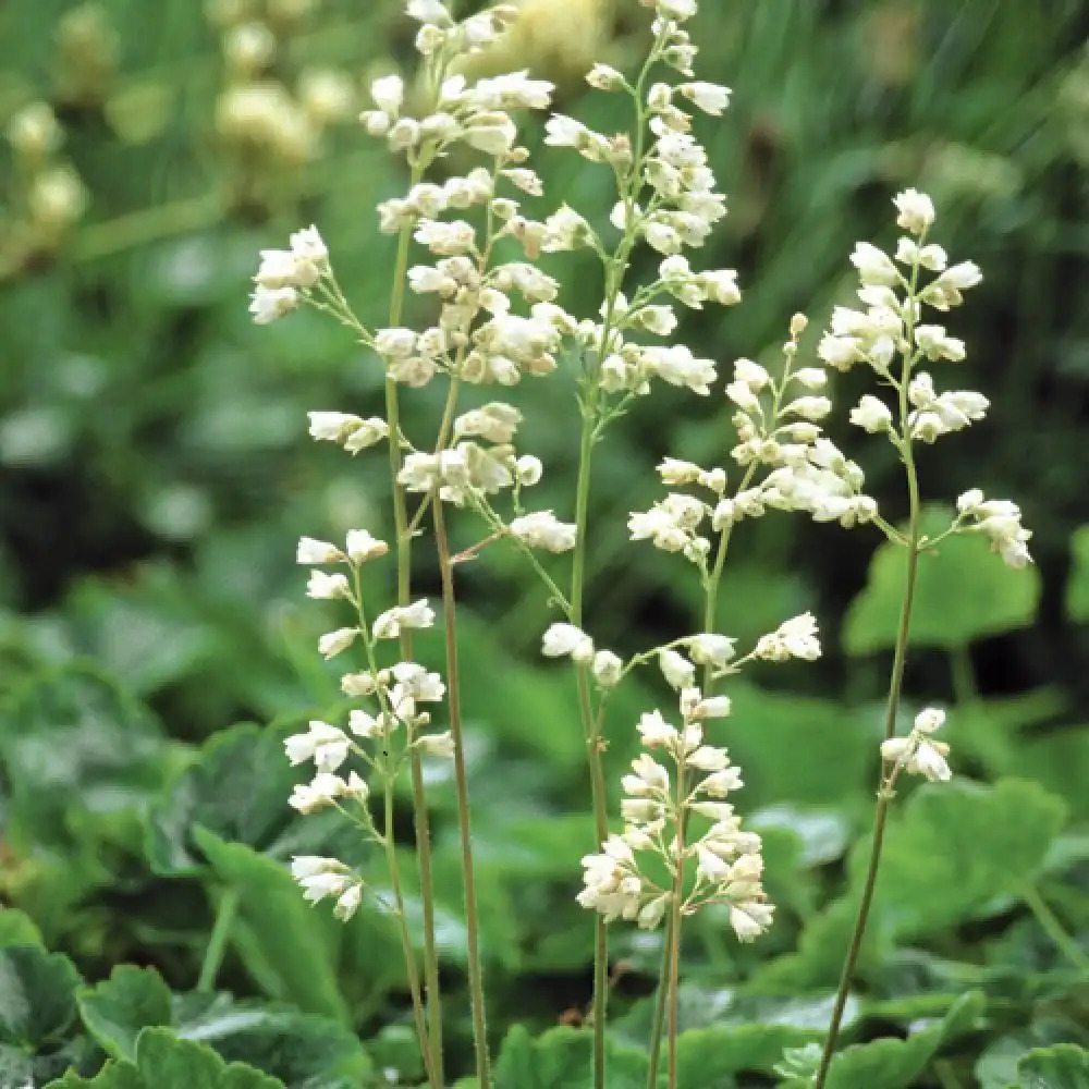 HEUCHERA sanguinea 'White cloud'