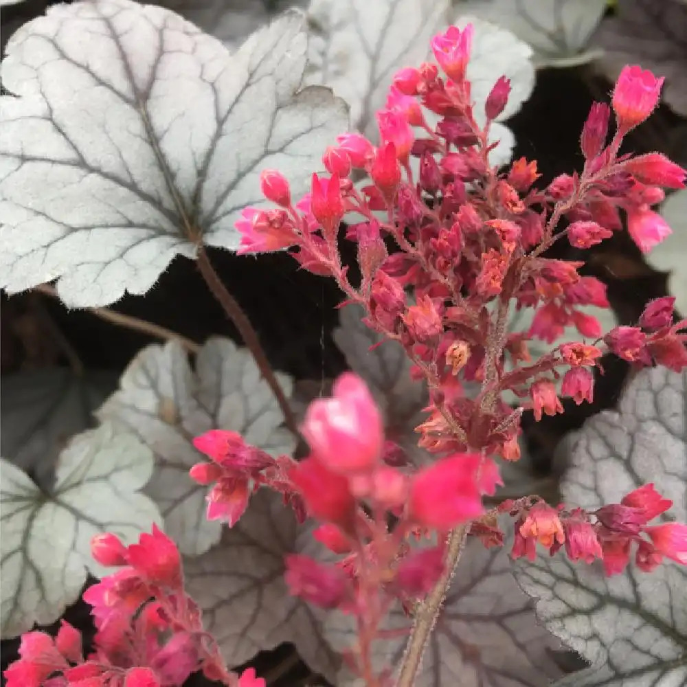 HEUCHERA 'Silver Gumdrop'