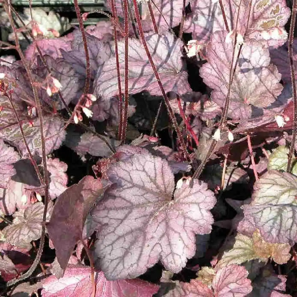 HEUCHERA 'Silver Lord'