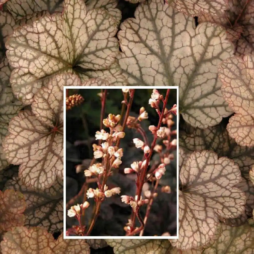 HEUCHERA 'Silver Scrolls'