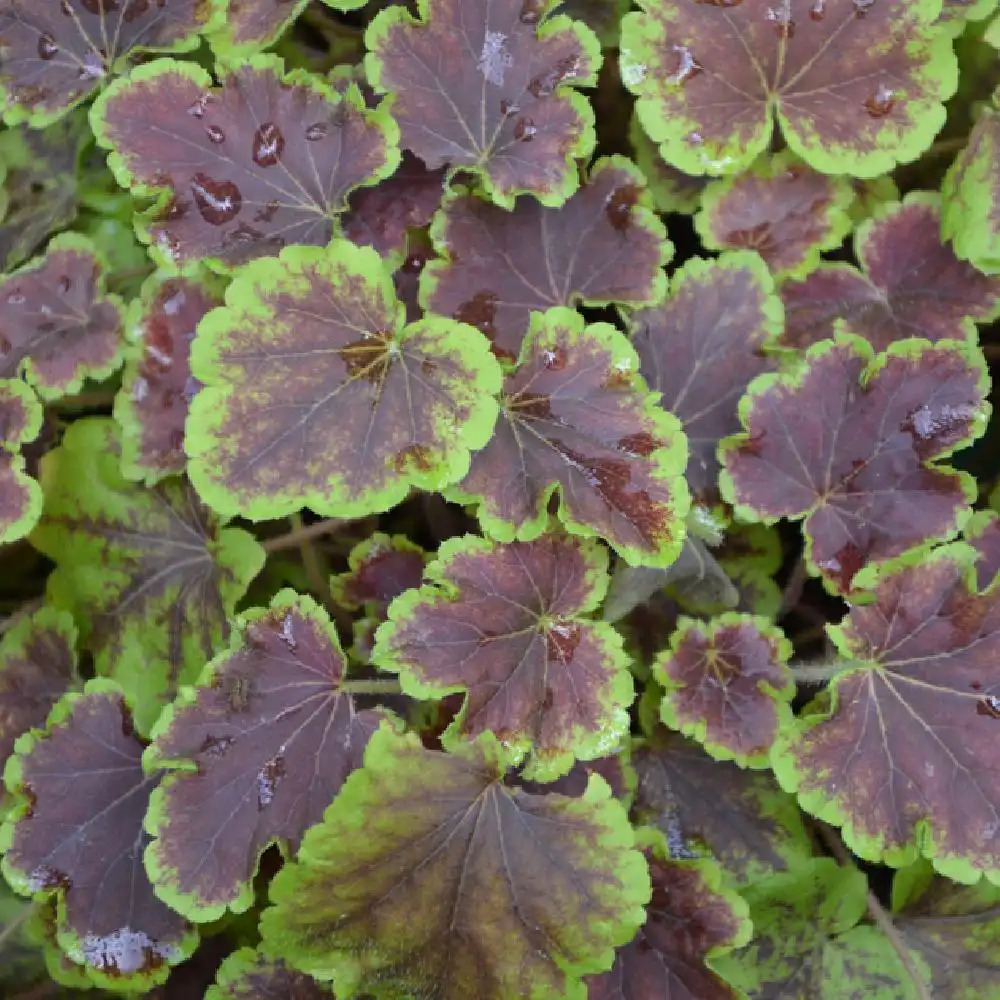 HEUCHERELLA 'Solar Eclipse'