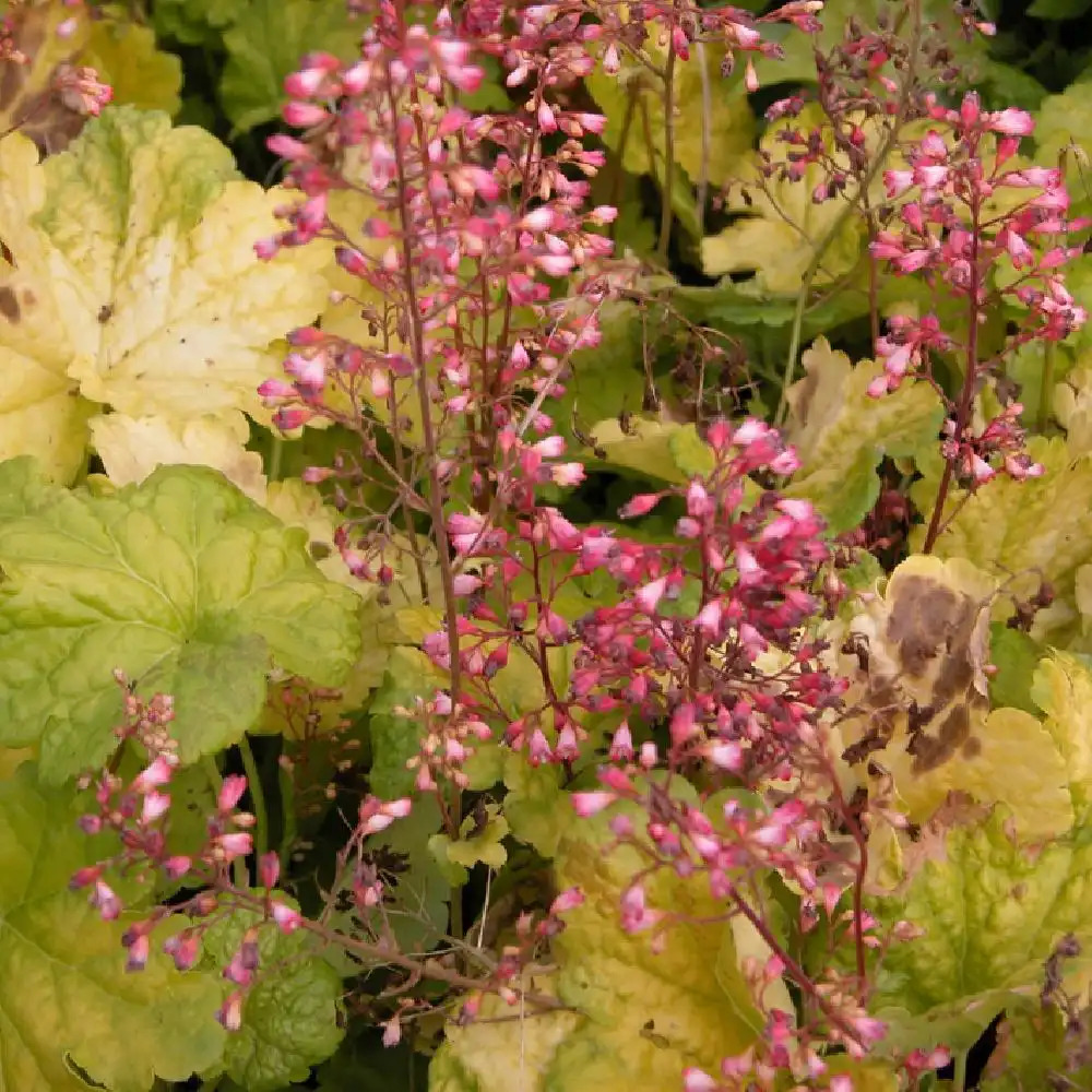 HEUCHERA 'Sweet Tart'