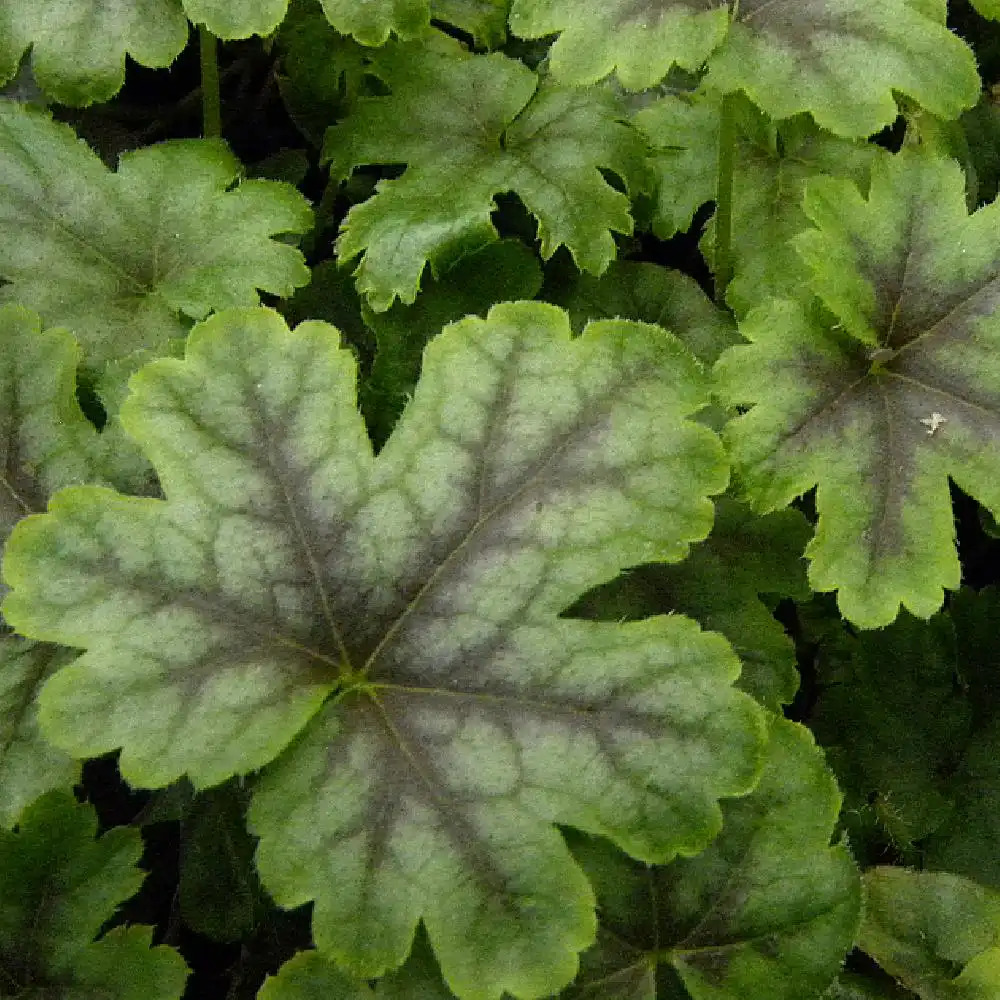 HEUCHERELLA 'Tapestry'