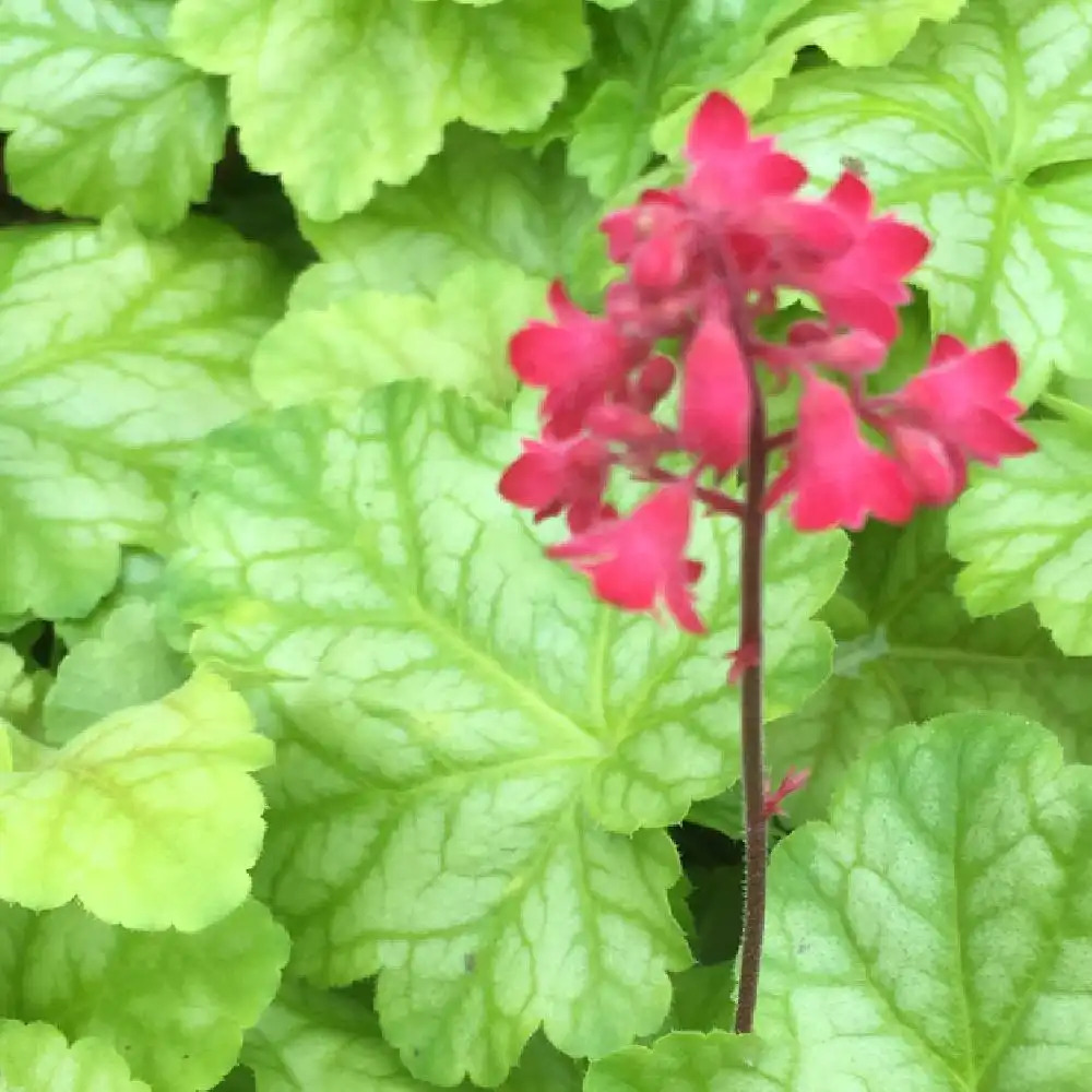 HEUCHERA 'Tokyo'