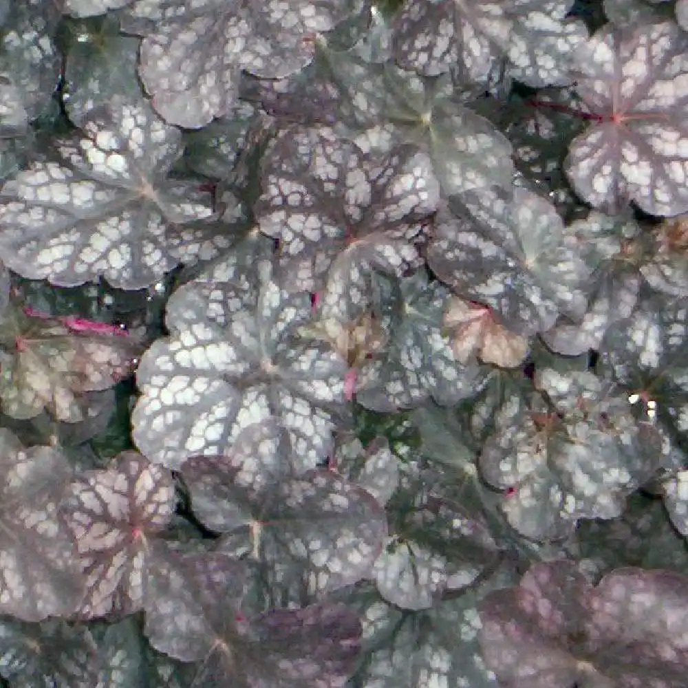 HEUCHERA 'Velvet Night'