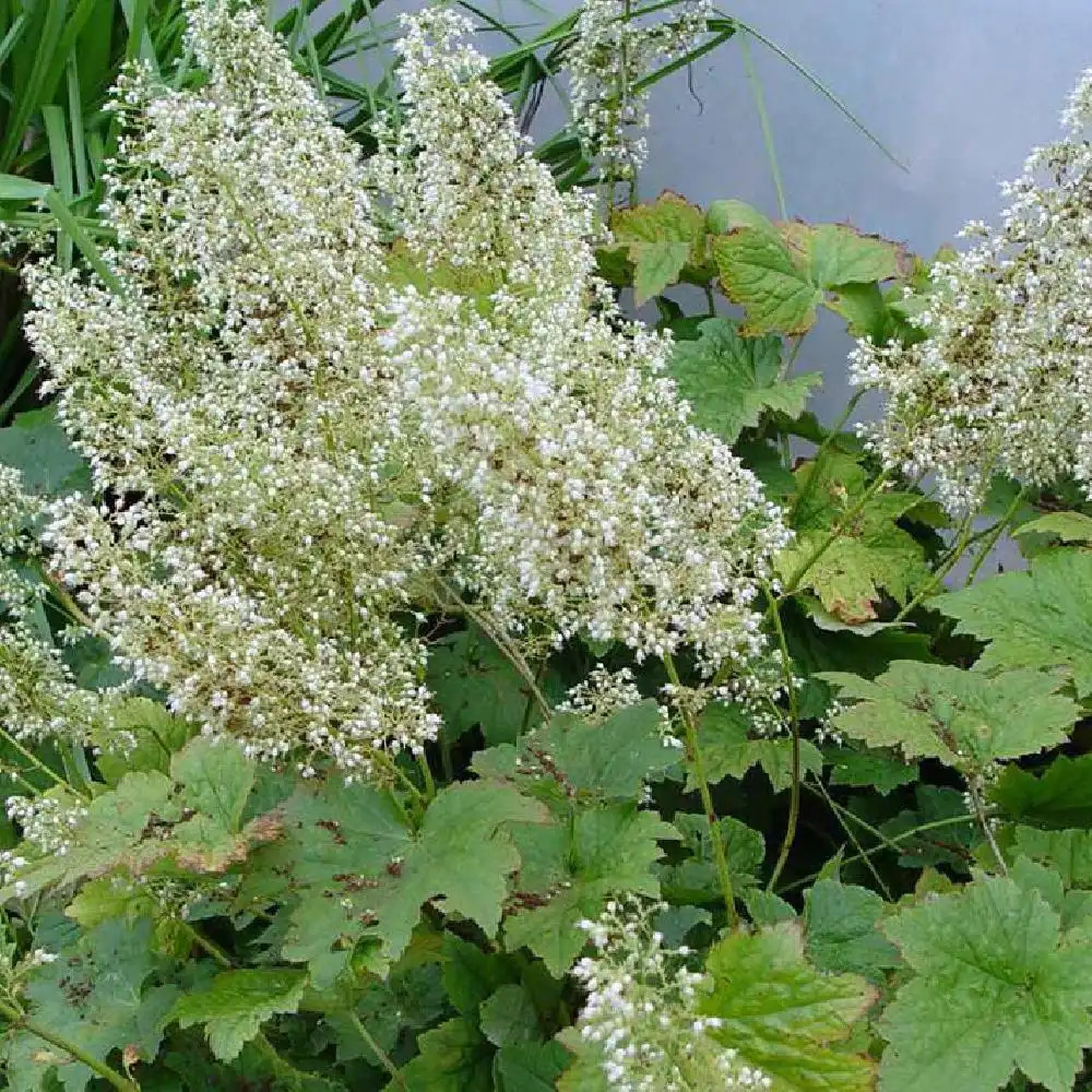 HEUCHERA villosa 'Chantilly'