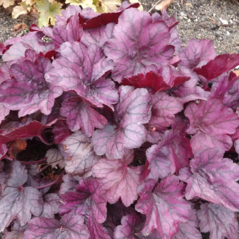 HEUCHERA 'Wild Rose'