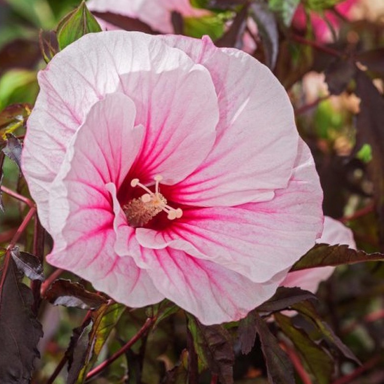 HIBISCUS moscheutos 'Carrousel Pink Candy'