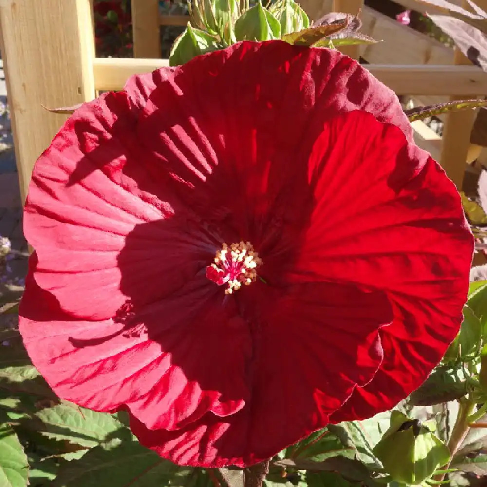 HIBISCUS moscheutos 'Cranberry Crush'