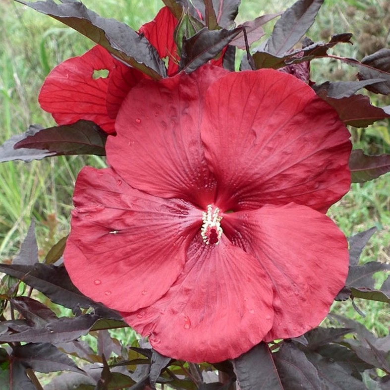 HIBISCUS moscheutos 'Geant Red'