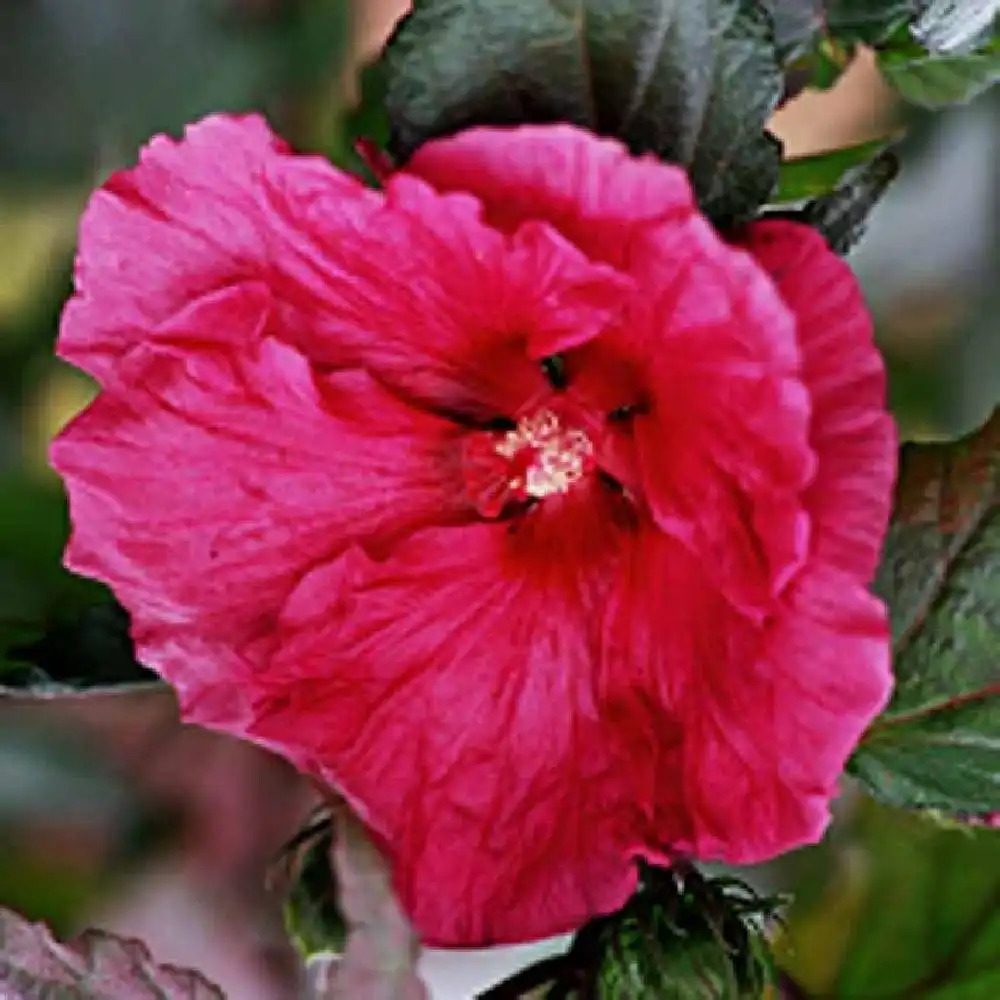 HIBISCUS moscheutos 'Robert Fleming'