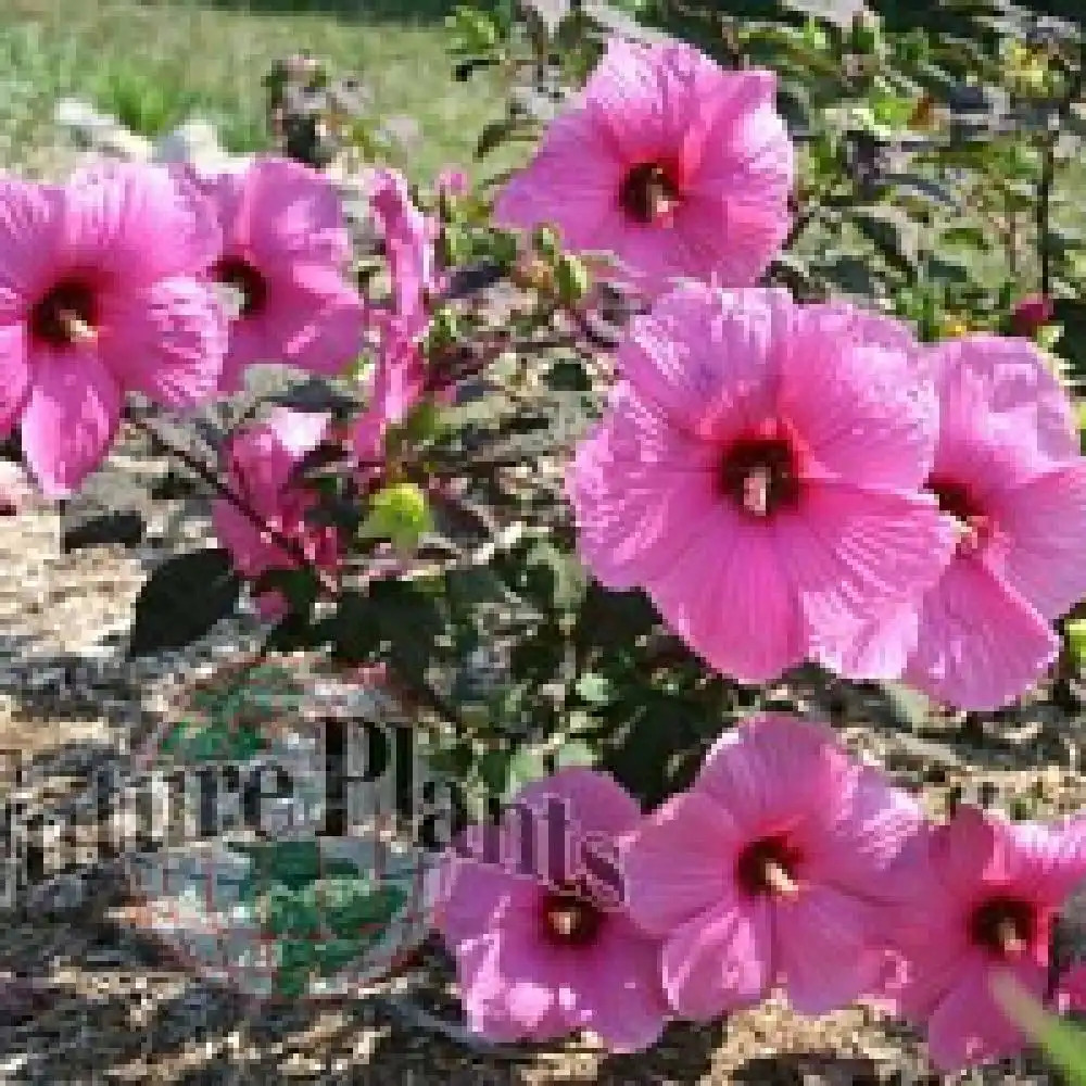 HIBISCUS moscheutos 'Royal Gem'