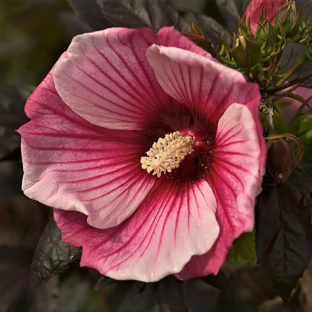 HIBISCUS 'Small Wonder'