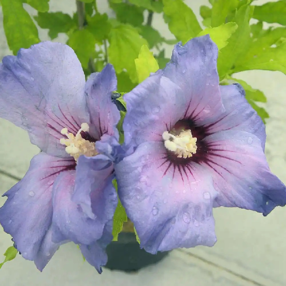 HIBISCUS syriacus 'Marina'