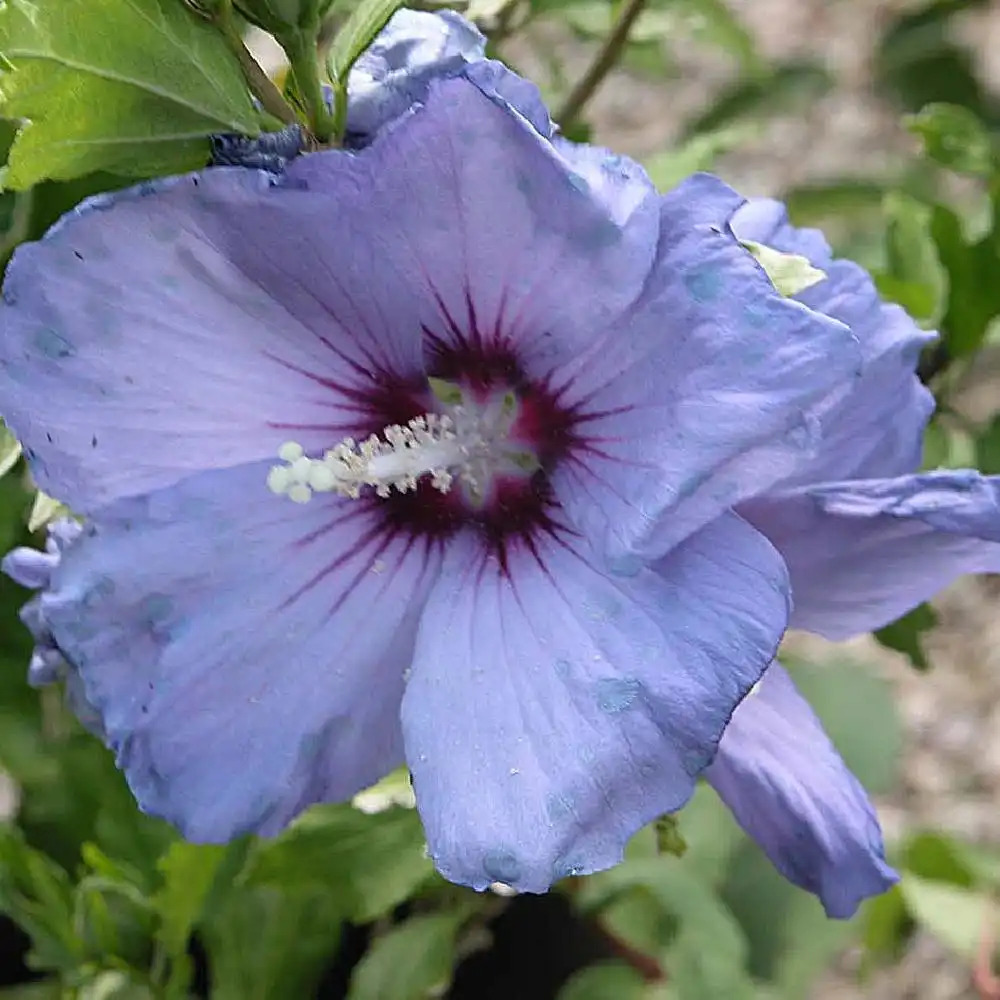 HIBISCUS syriacus 'Oiseau Bleu'