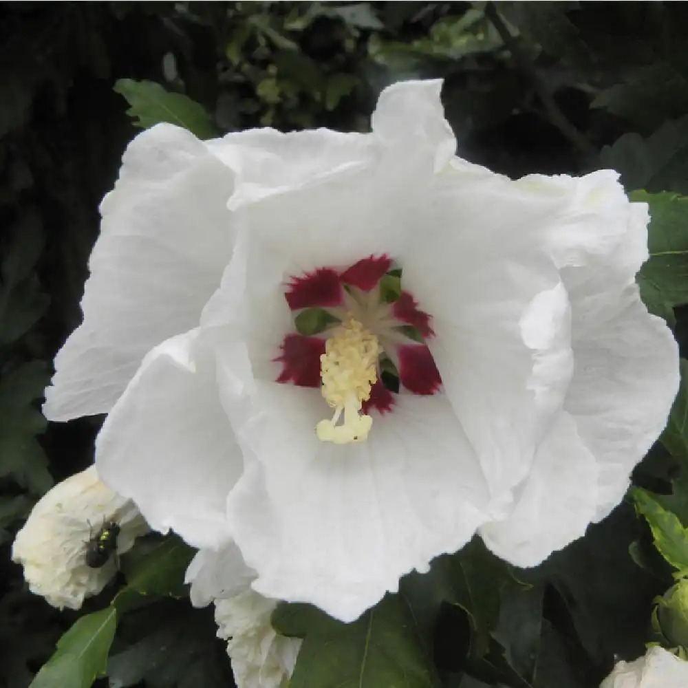 HIBISCUS syriacus 'Red Heart'