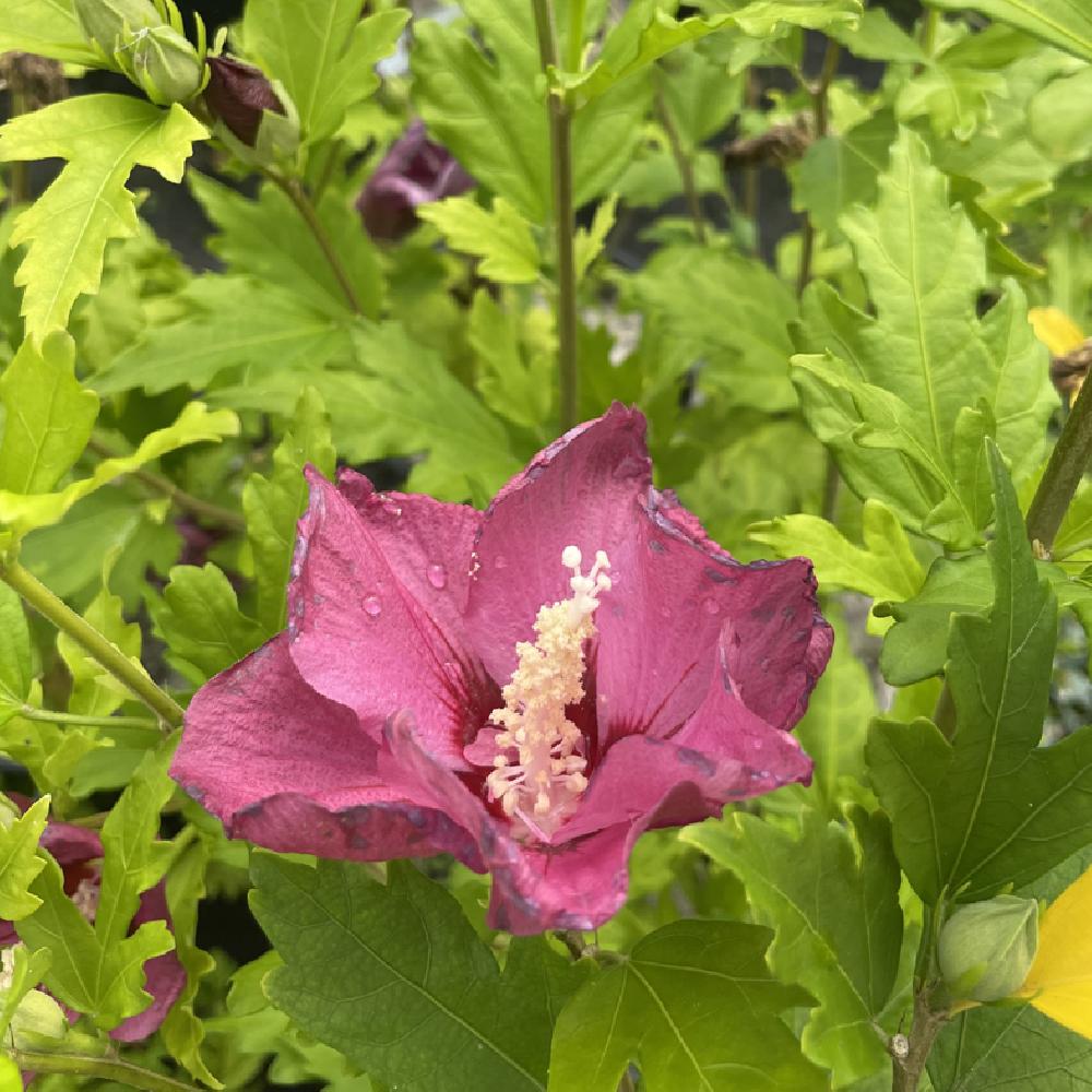 HIBISCUS syriacus 'Sup'Bridge'