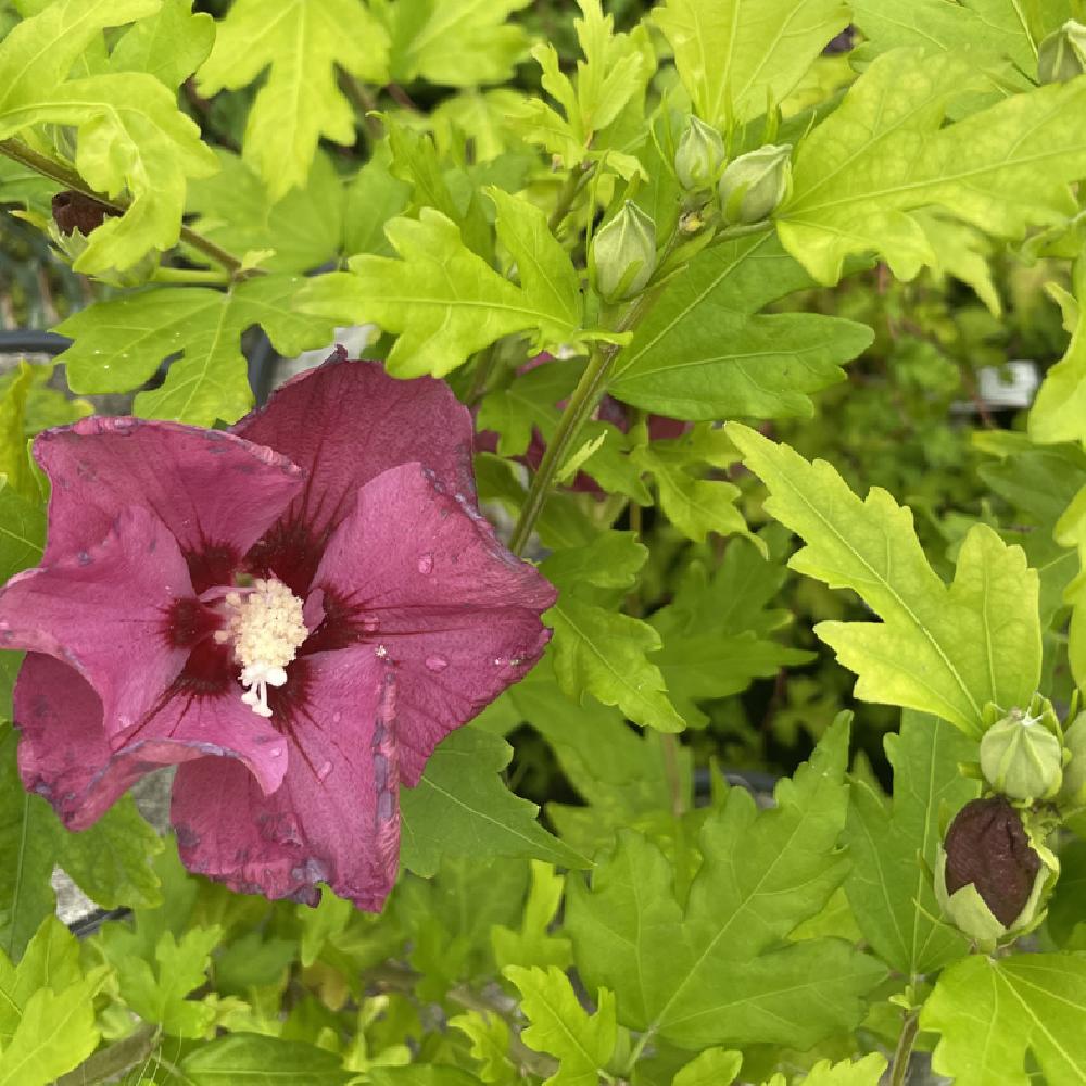 Hibiscus ou althéa (Hibiscus syriacus) : plante, taille, entretien, arrosage