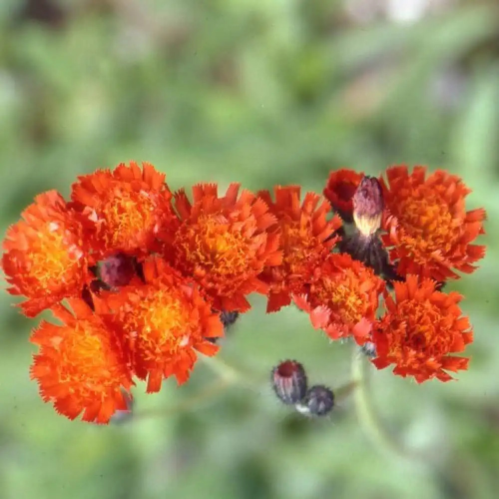 HIERACIUM aurantiacum (Pilosella aurientaca)