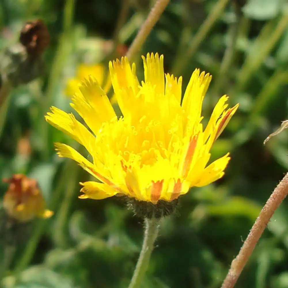 HIERACIUM pilosella (Pilosella officinarum)