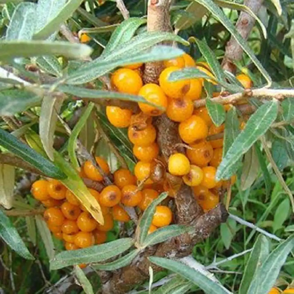 HIPPOPHAE rhamnoides ‘Hergo’ (femelle)