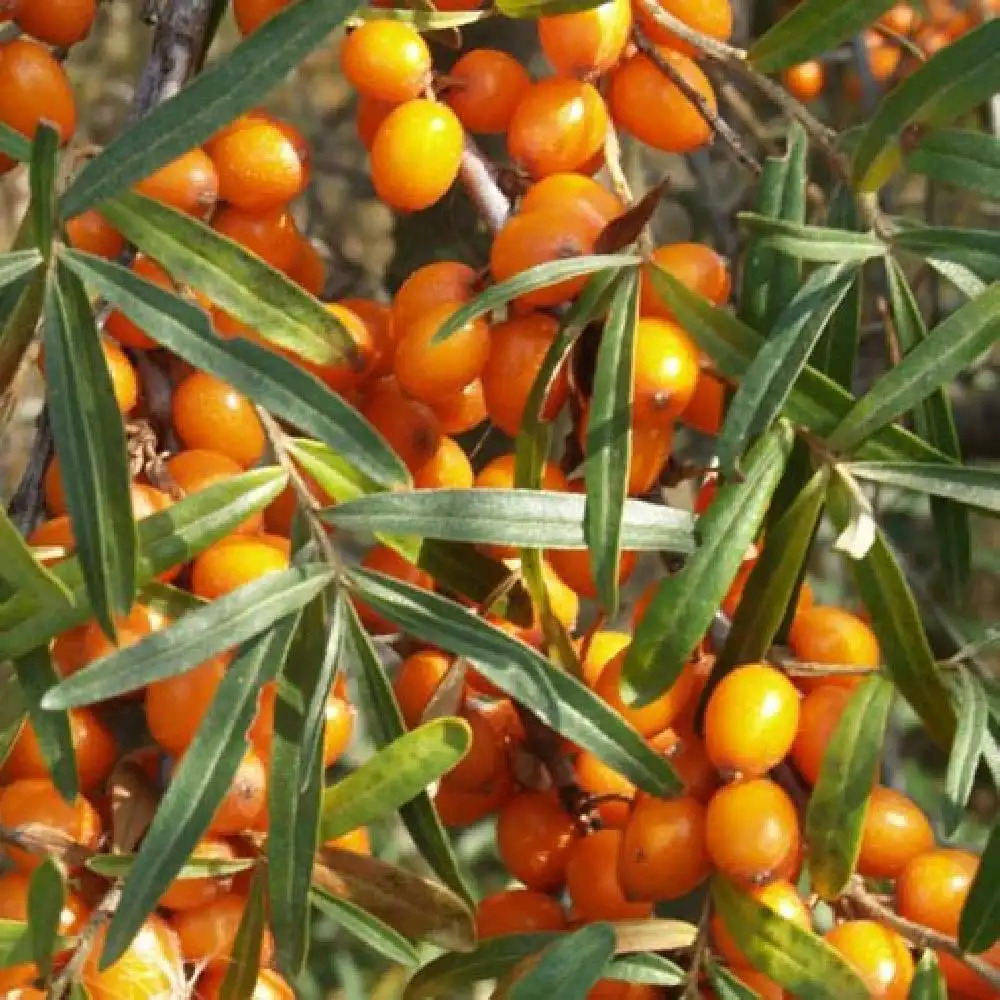 HIPPOPHAE rhamnoides 'Leikora' (femelle)