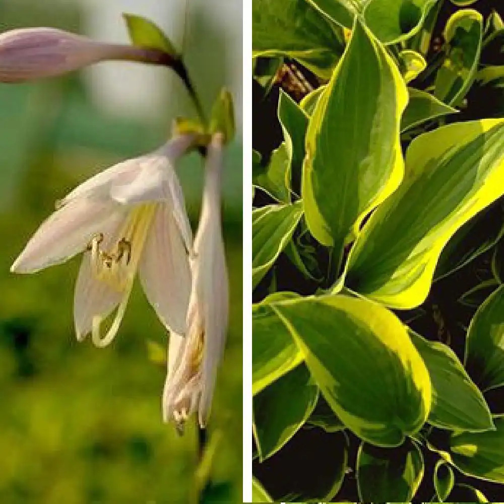 HOSTA 'Aureomarginata'