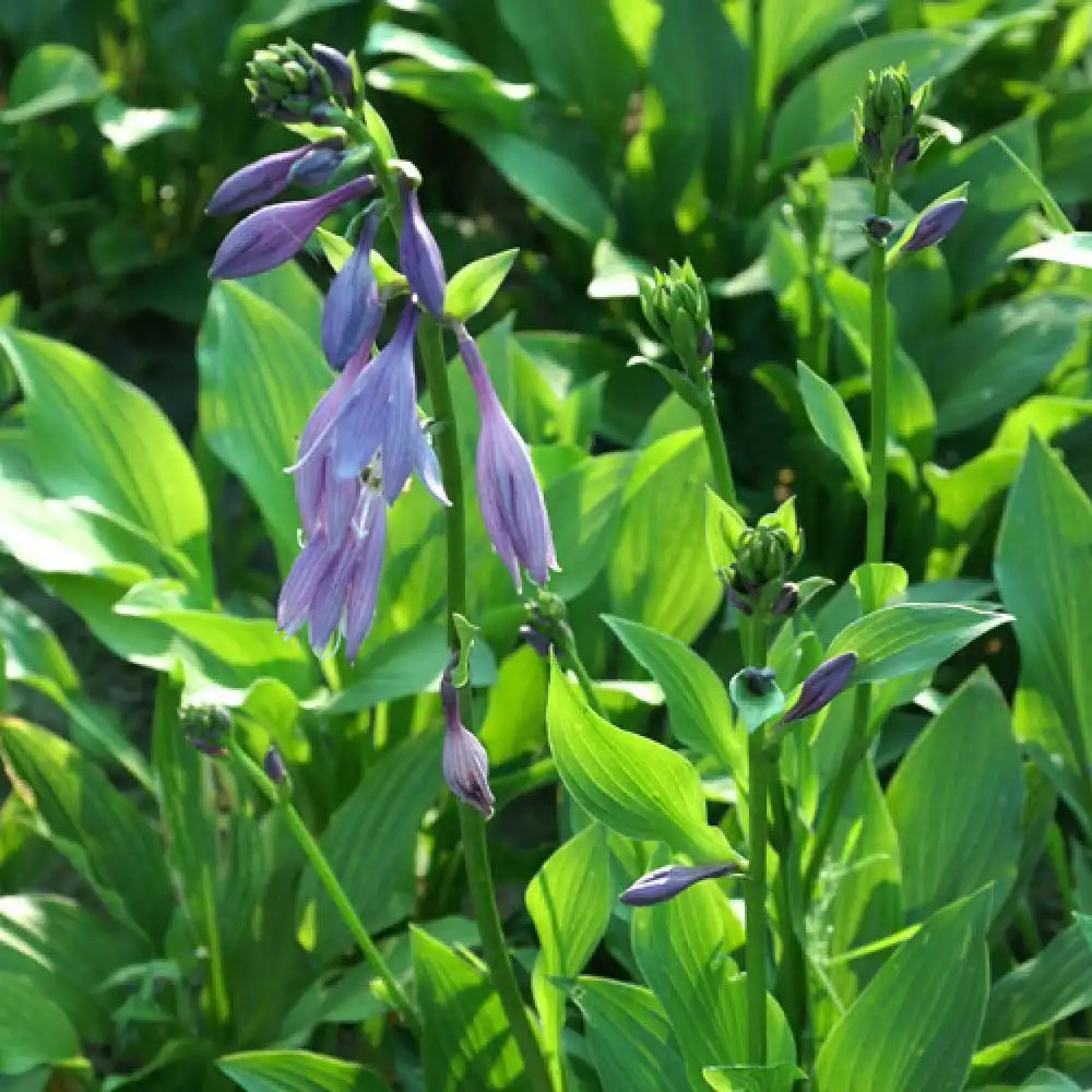 HOSTA 'Betsy King'