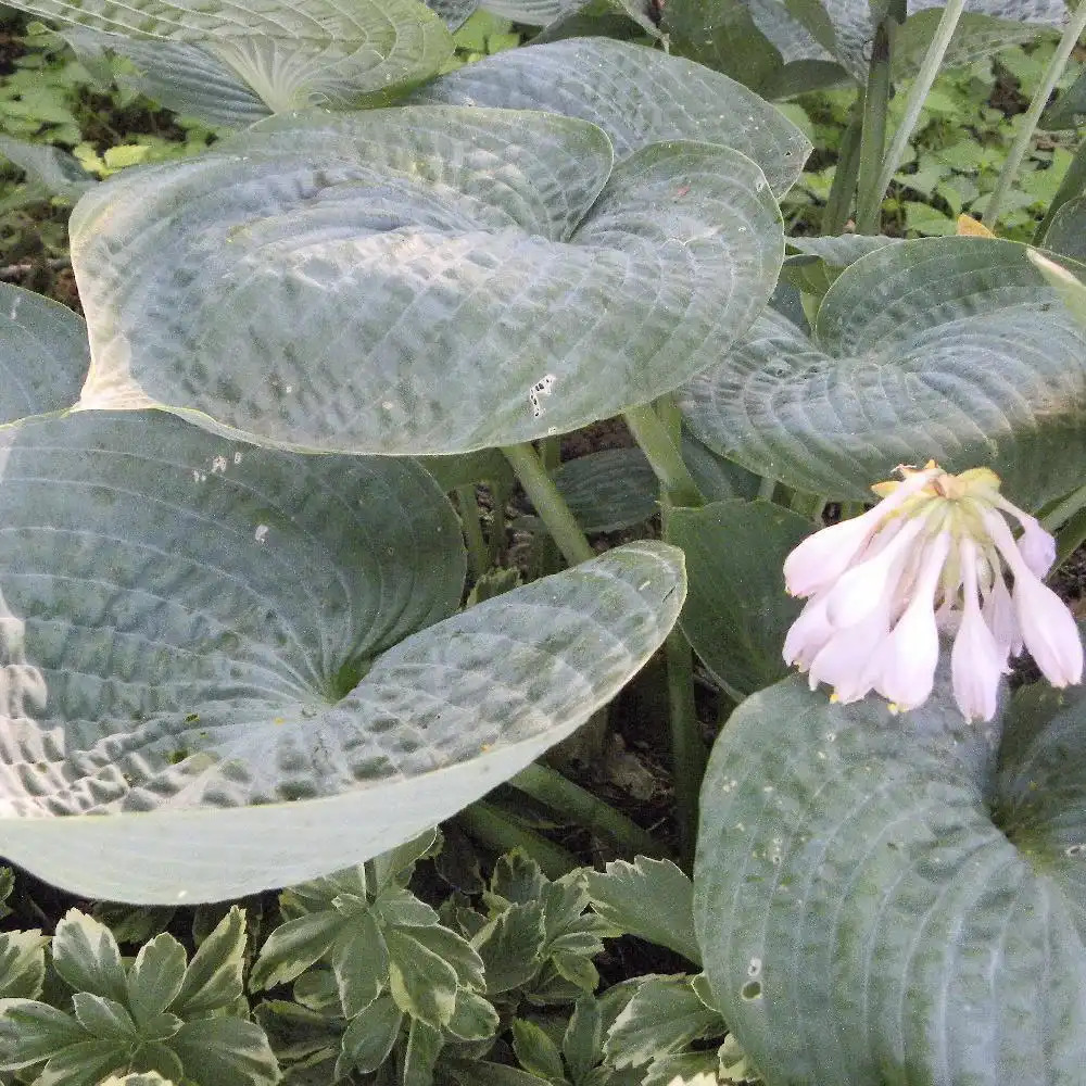 HOSTA 'Big Daddy'