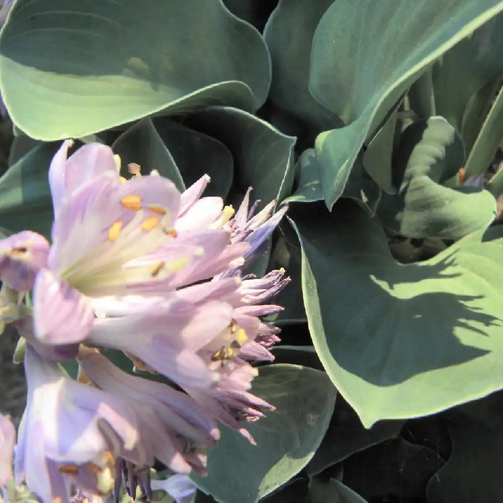 HOSTA 'Blue Mouse Ears'