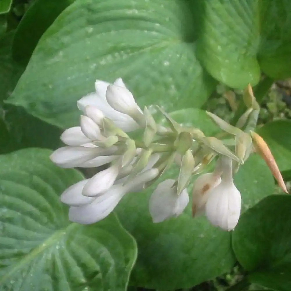 HOSTA 'Bressingham Blue'