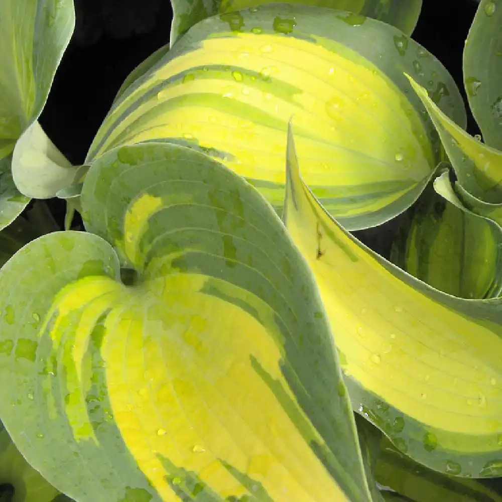 HOSTA 'Catherine'