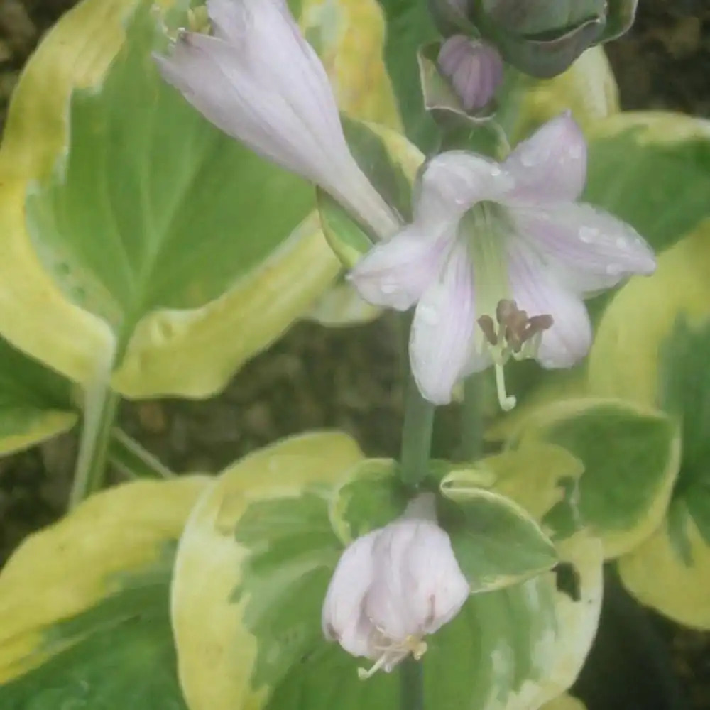 HOSTA 'Carnival'