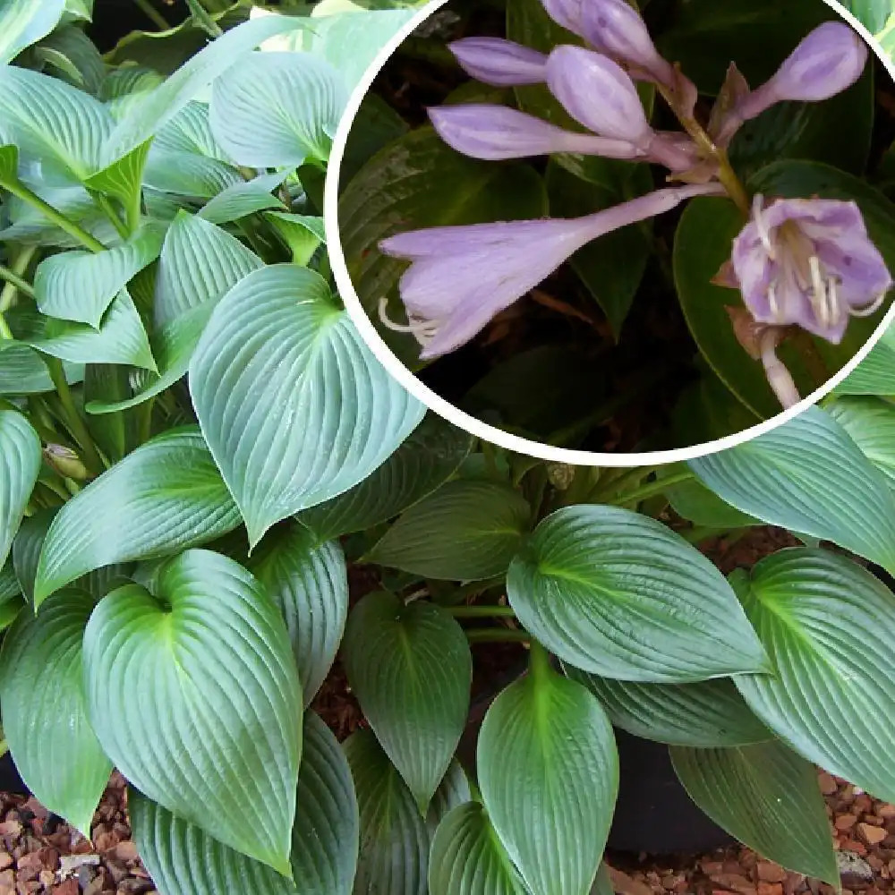 HOSTA 'Devon Green'