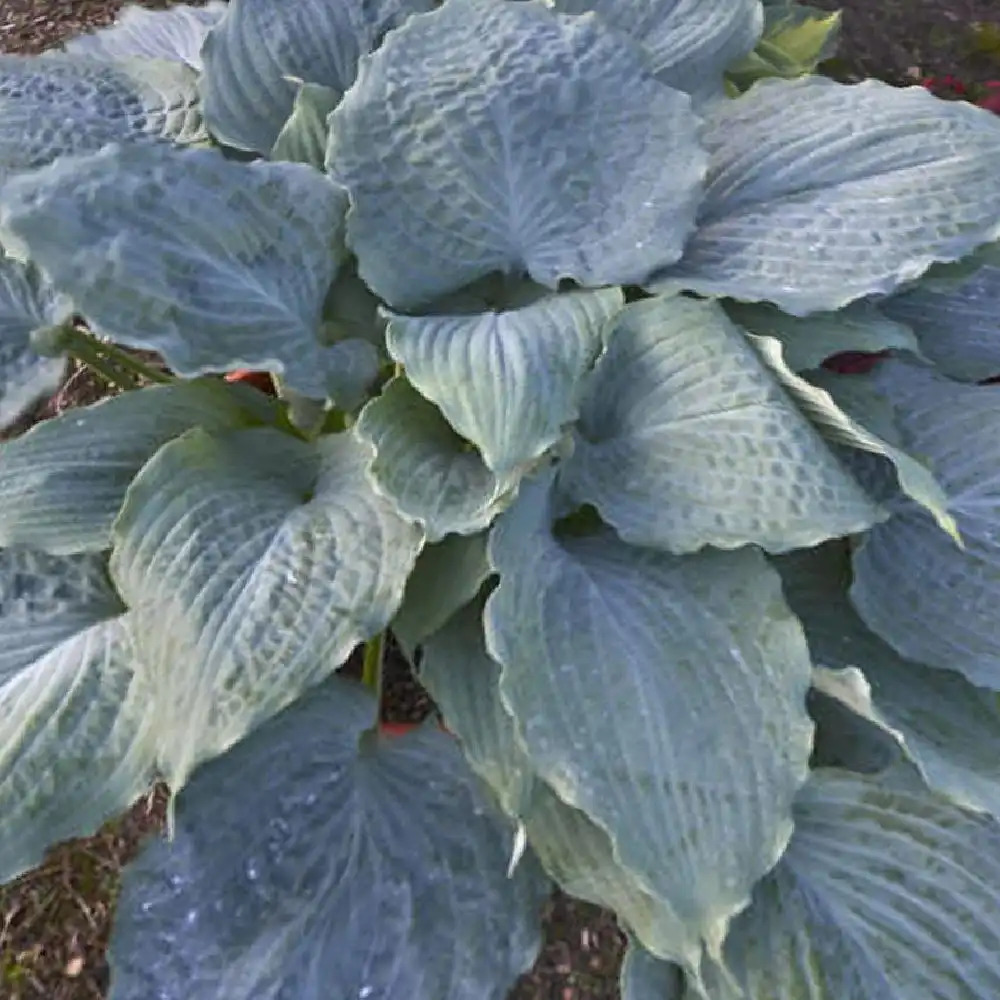 HOSTA 'Diamond Lake'