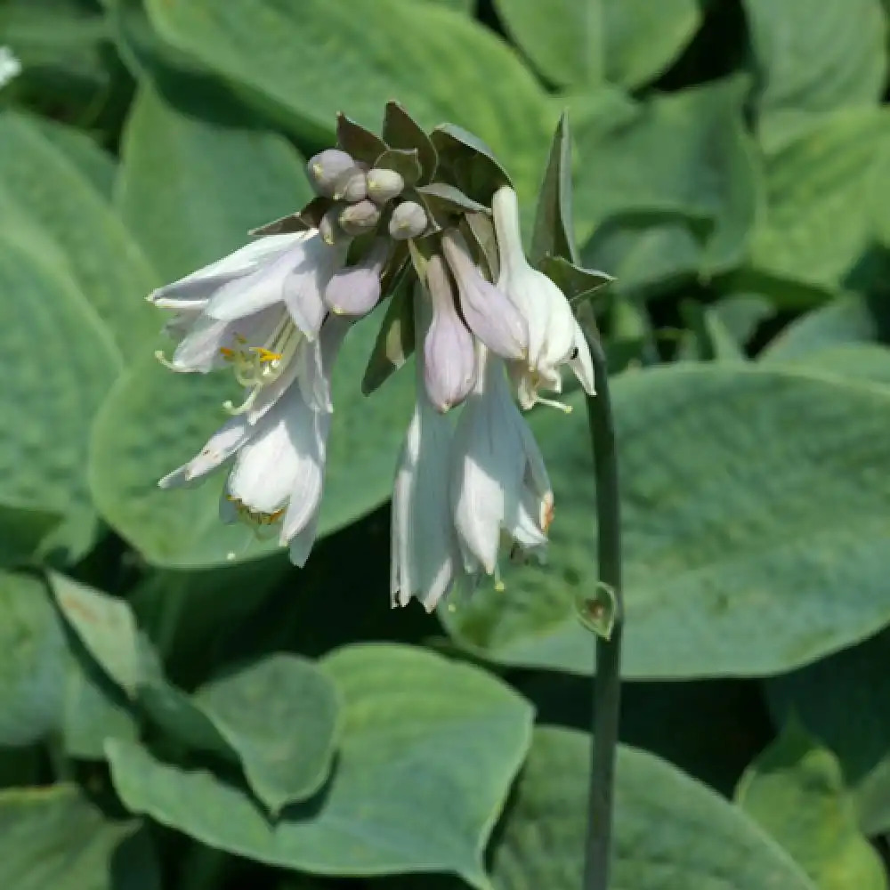 HOSTA sielboldiana 'Elegans'