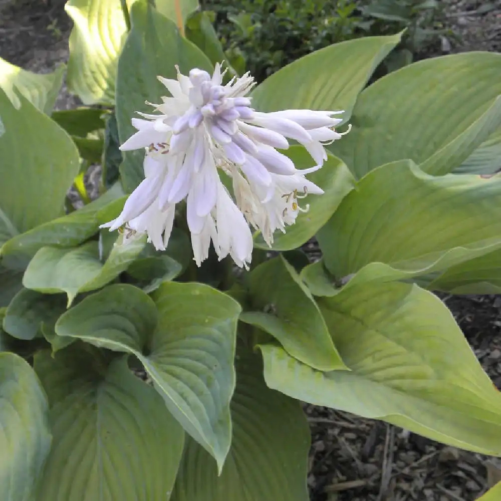 HOSTA 'Empress Wu'