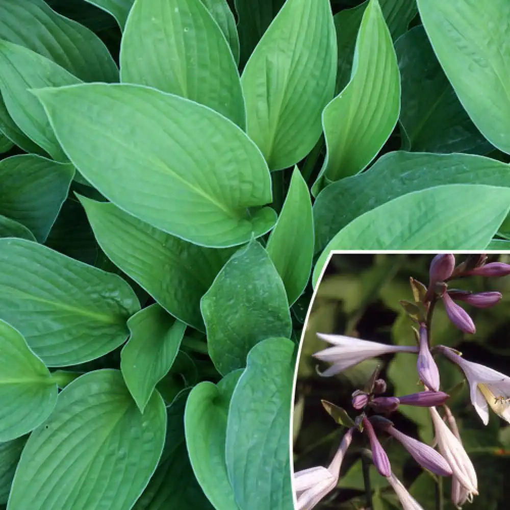 HOSTA 'Fortunei Rugosa'