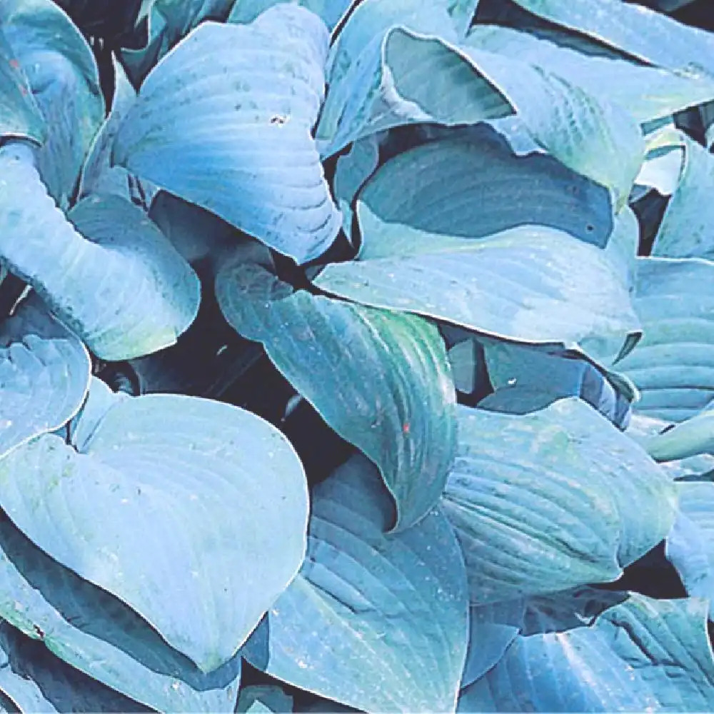 HOSTA 'Fragant Blue'