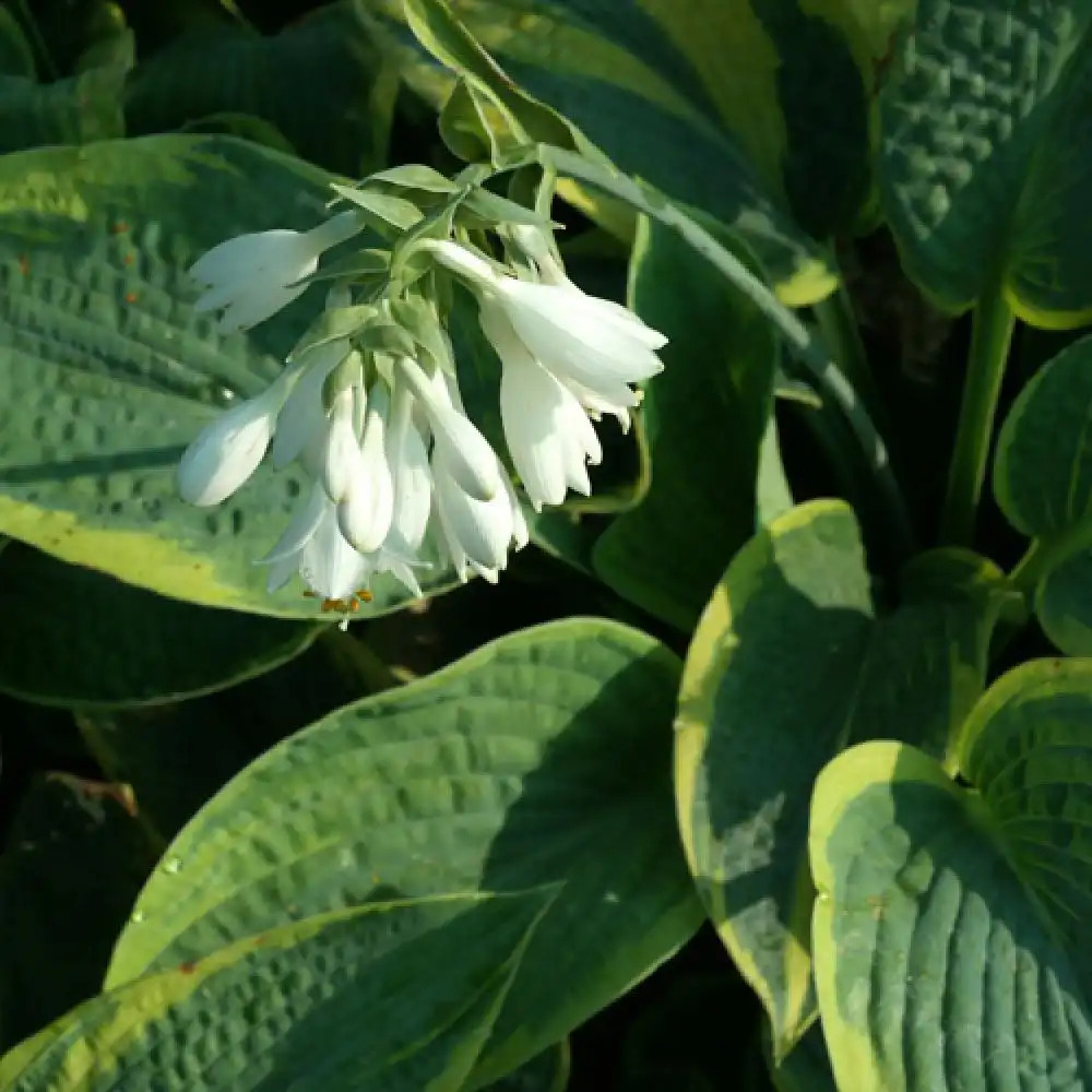 HOSTA sielboldiana 'Frances Williams'