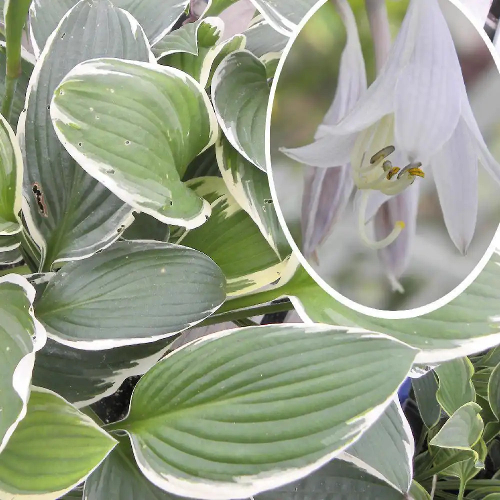 HOSTA 'Francee'