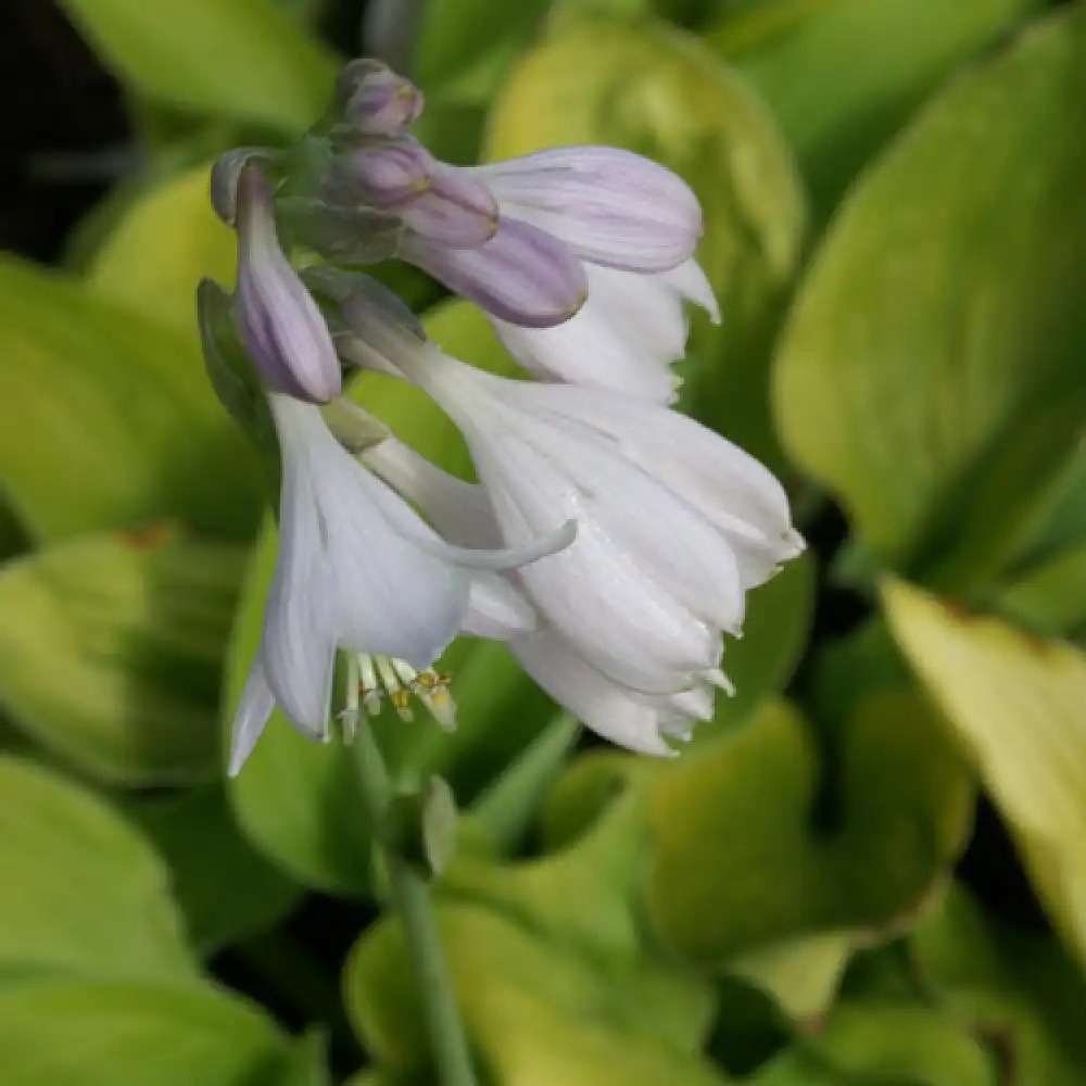 HOSTA sielboldiana 'Golden Sunburst'