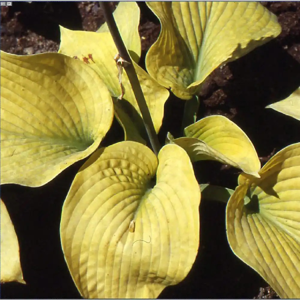 HOSTA 'Golden Medallion'