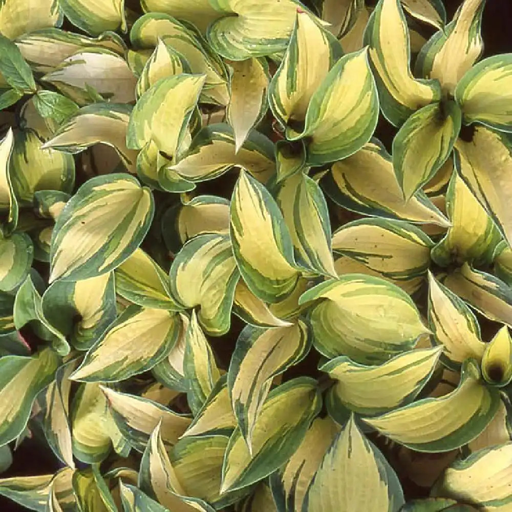 HOSTA 'Great Expectations'