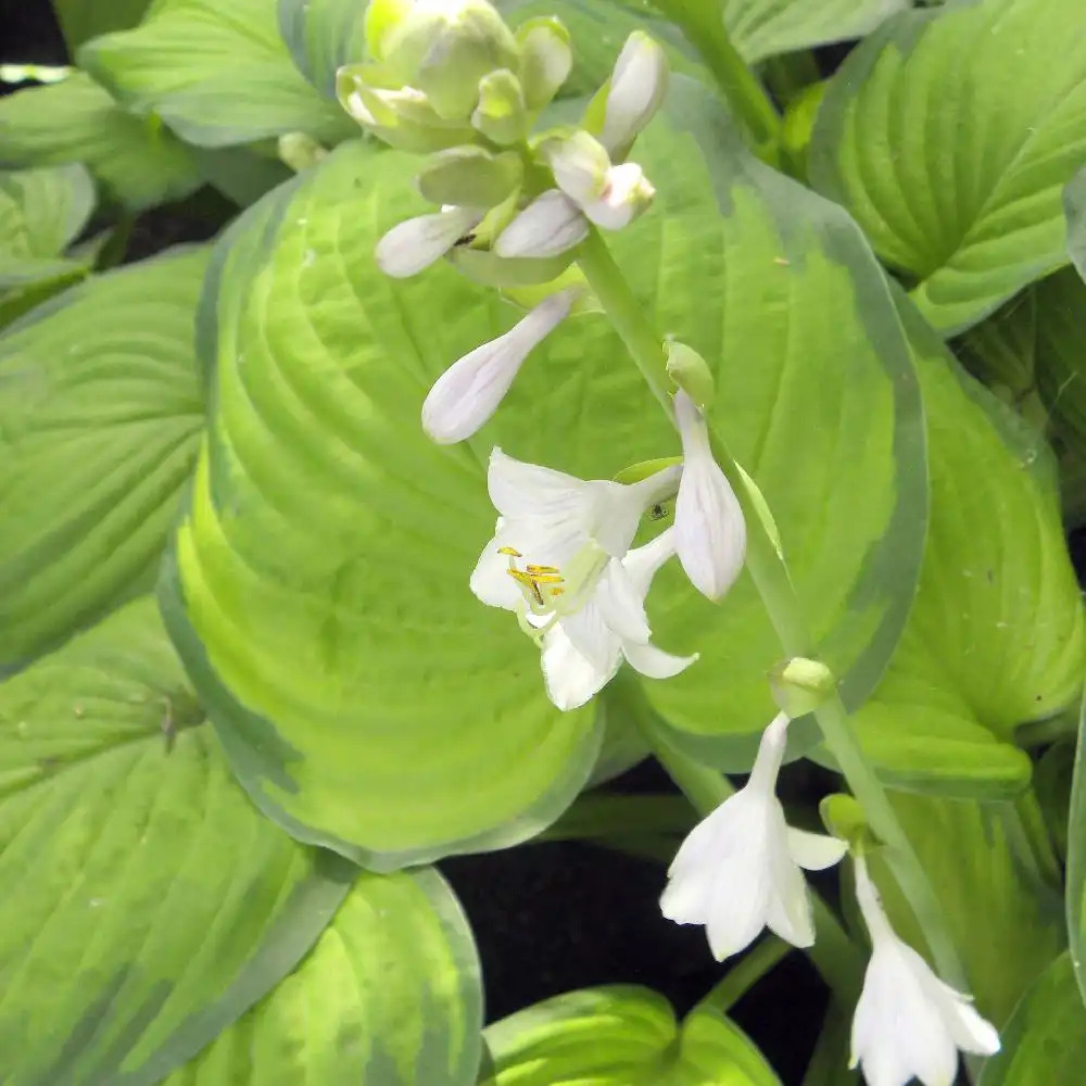 HOSTA 'Guacamole'